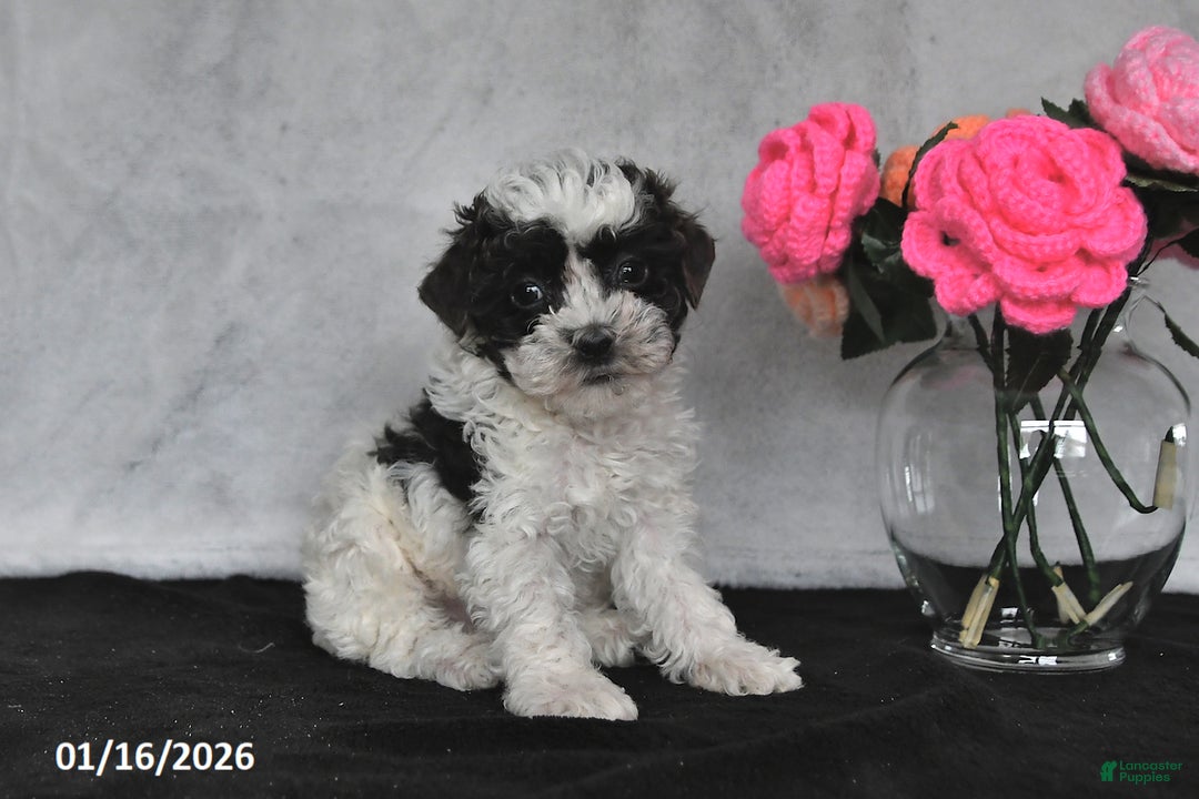 Miniature Poodle dogs for sale: Tina - Ad 1