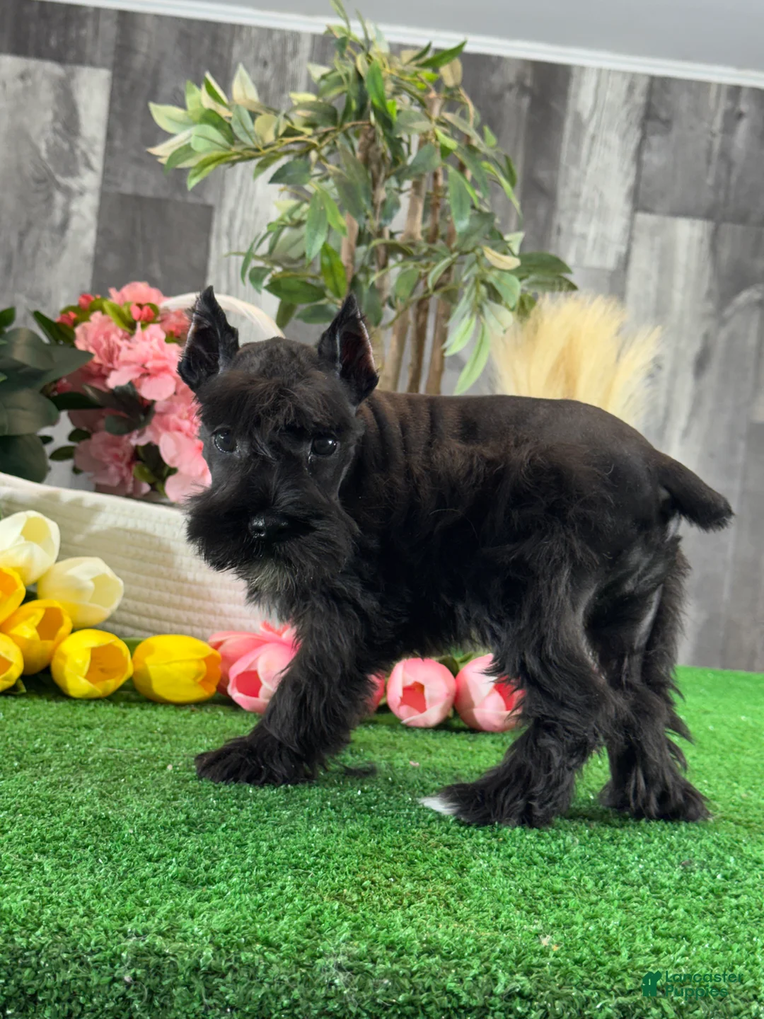 Miniature Schnauzer dogs for sale: Kiki - Ad 2