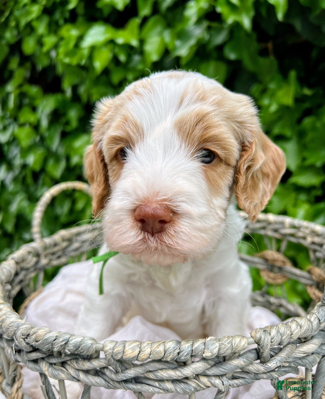 Australian Labradoodle dogs Australian Labradoodle Puppy 2 - Ad 1