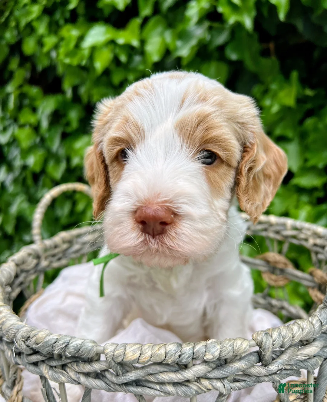 Australian Labradoodle dogs for sale: Australian Labradoodle Puppy 2 - Ad 1