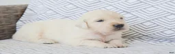 Golden Retriever dogs for sale: Barbie - Ad 2