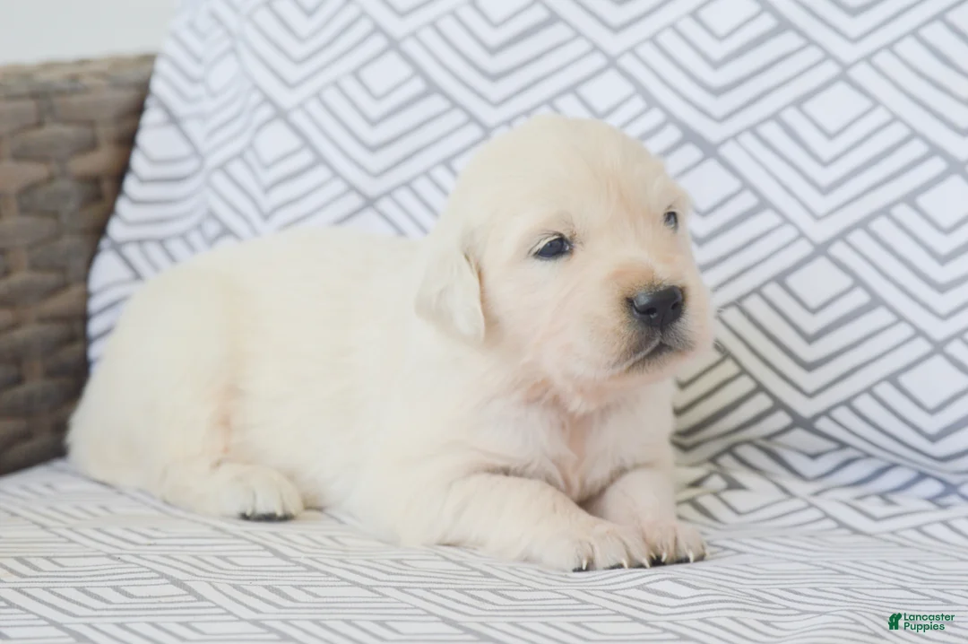 Golden Retriever dogs for sale: Barbie - Ad 2