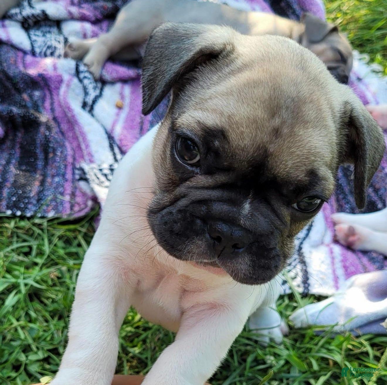 French Bulldog dogs S’mores Dark green  - Ad 2