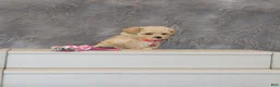 Havapoo dogs for sale: Peggy 🌷 Toy/Minature - Ad 6
