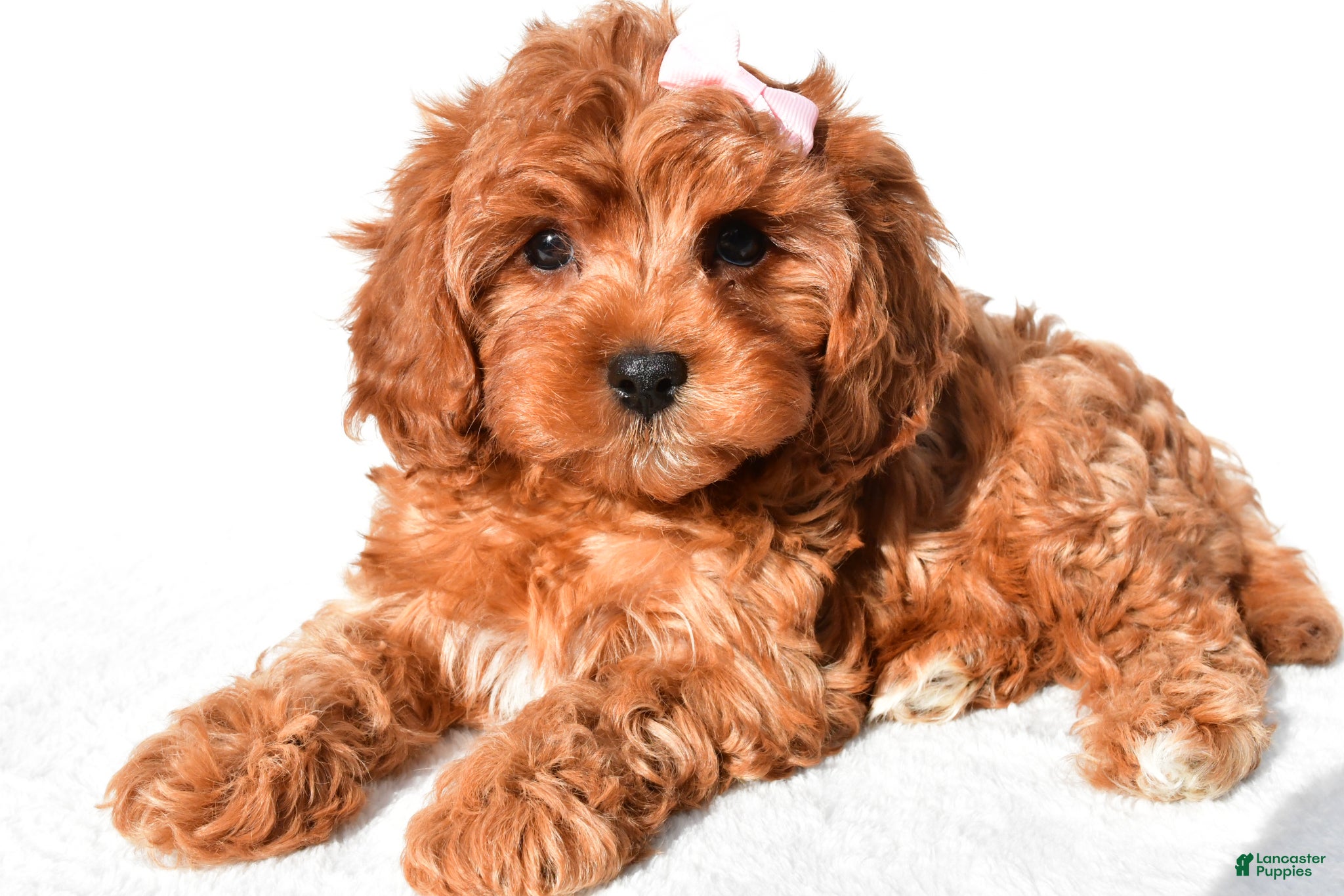 Cavapoo dogs Ruby - Ad 2