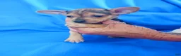 Chihuahua dogs for sale: Casanova - Ad 4