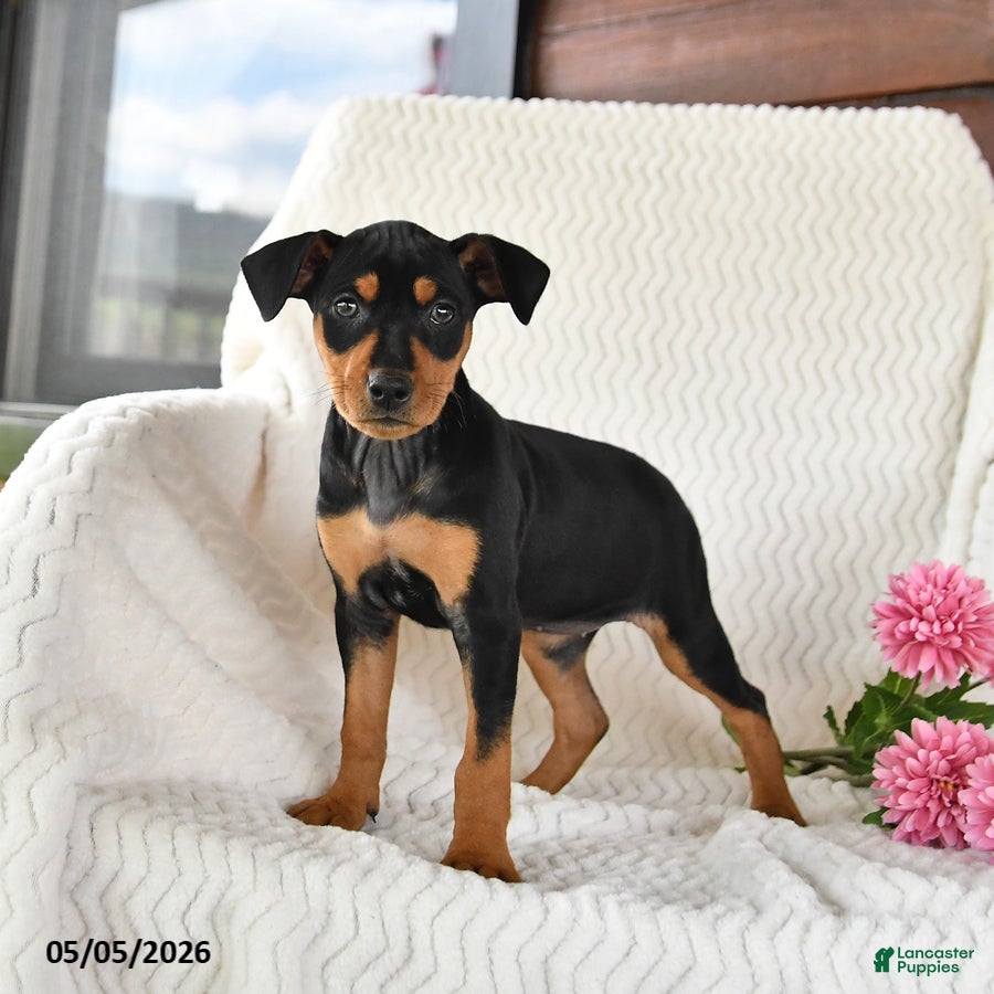 Miniature Pinscher dogs for sale: Trixie - Ad 2