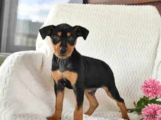 Miniature Pinscher dogs for sale: Trixie - Ad 2