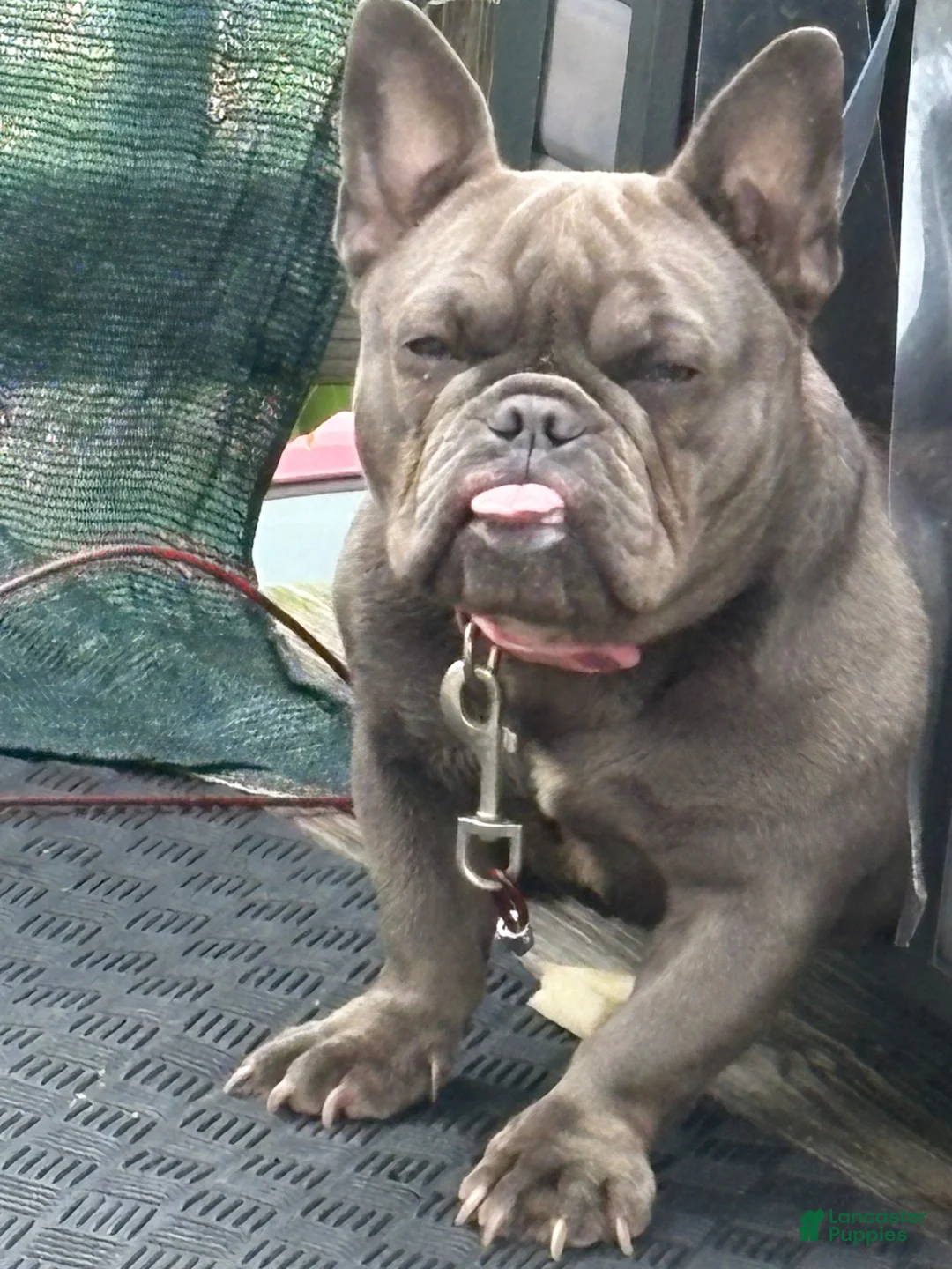 French Bulldog dogs for sale: Dior - Ad 2