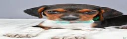 Beagle dogs for sale: Odell - Ad 4