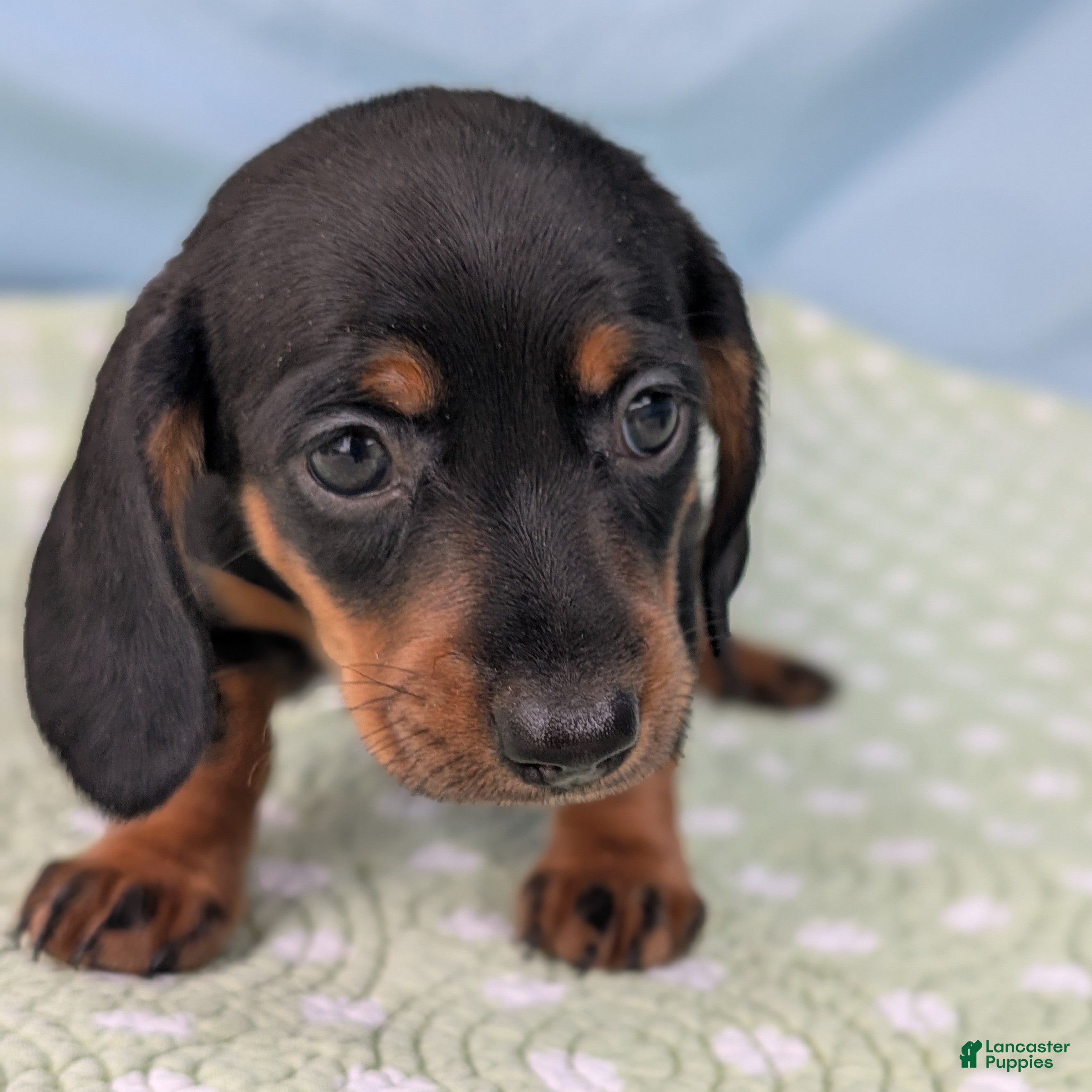 Miniature Dachshund dogs Black Dahlia - Ad 22