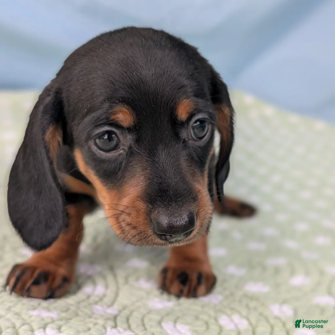 Miniature Dachshund dogs for sale: Black Dahlia - Ad 1