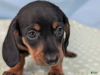 Miniature Dachshund dogs Black Dahlia - Ad 16