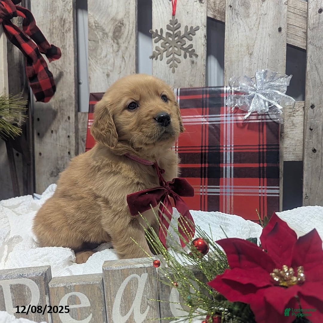 Golden Retriever dogs for sale: Peace - Ad 2