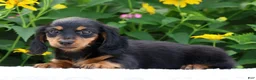 Miniature Dachshund dogs for sale: Bella - Ad 6