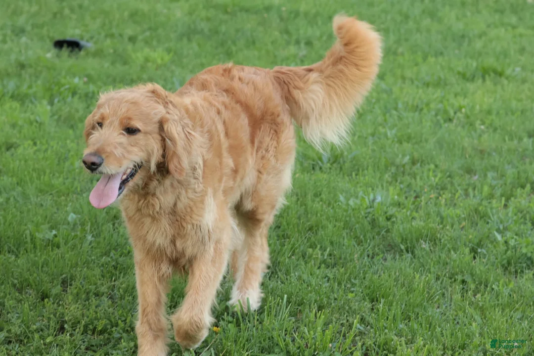 Goldendoodle dogs for sale: Belle - Ad 4