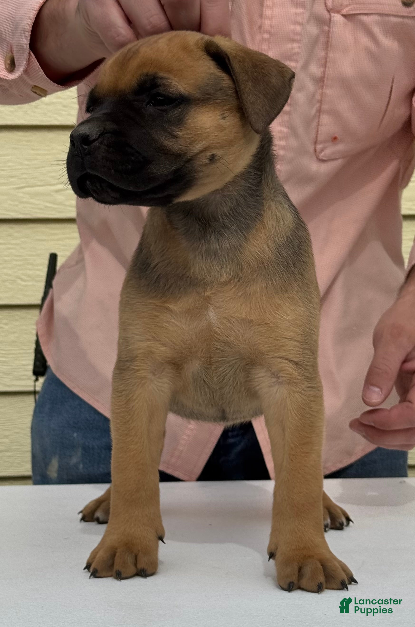 Cane Corso