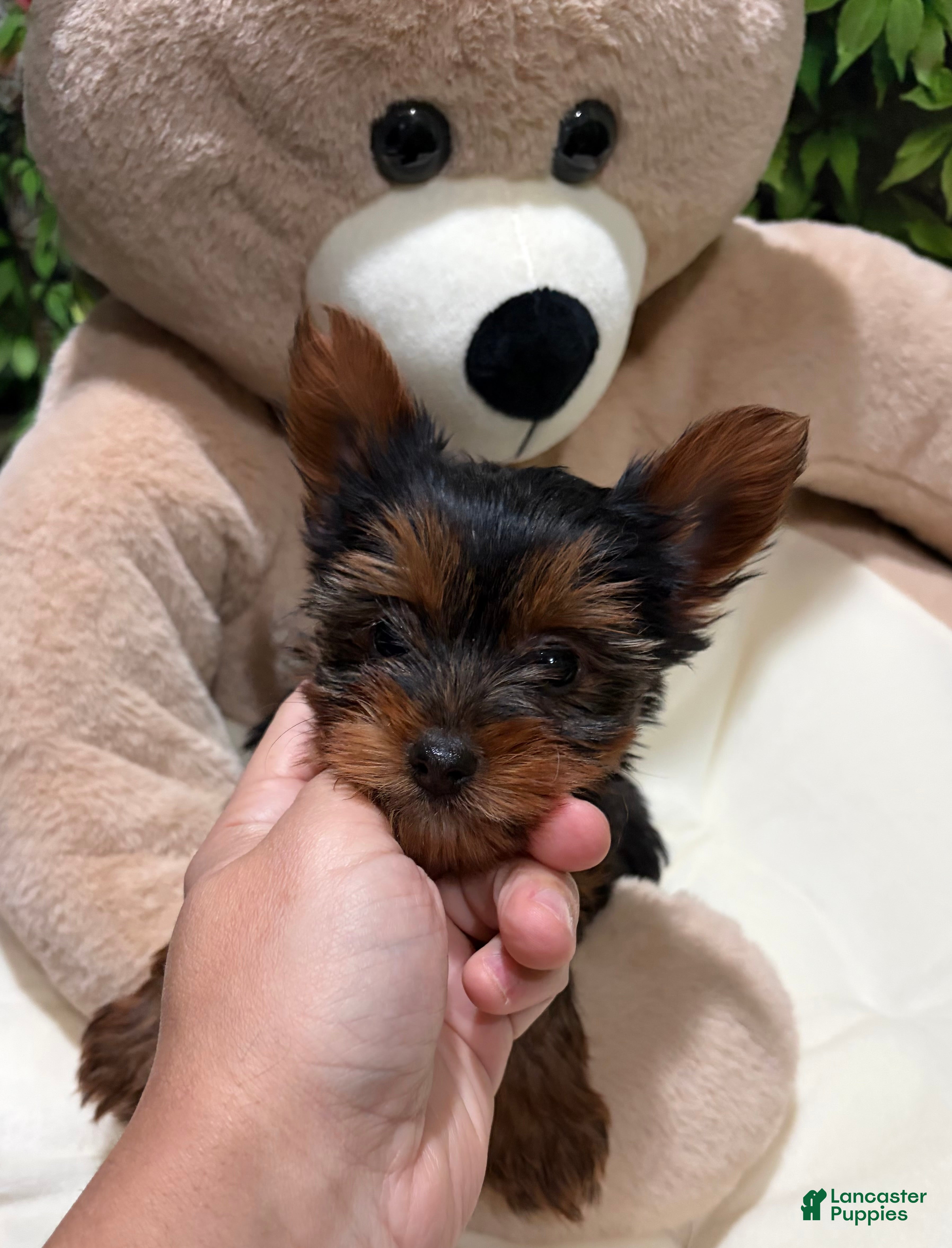 Yorkshire Terrier dogs DD - Ad 9