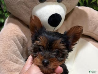 Yorkshire Terrier dogs DD - Ad 35