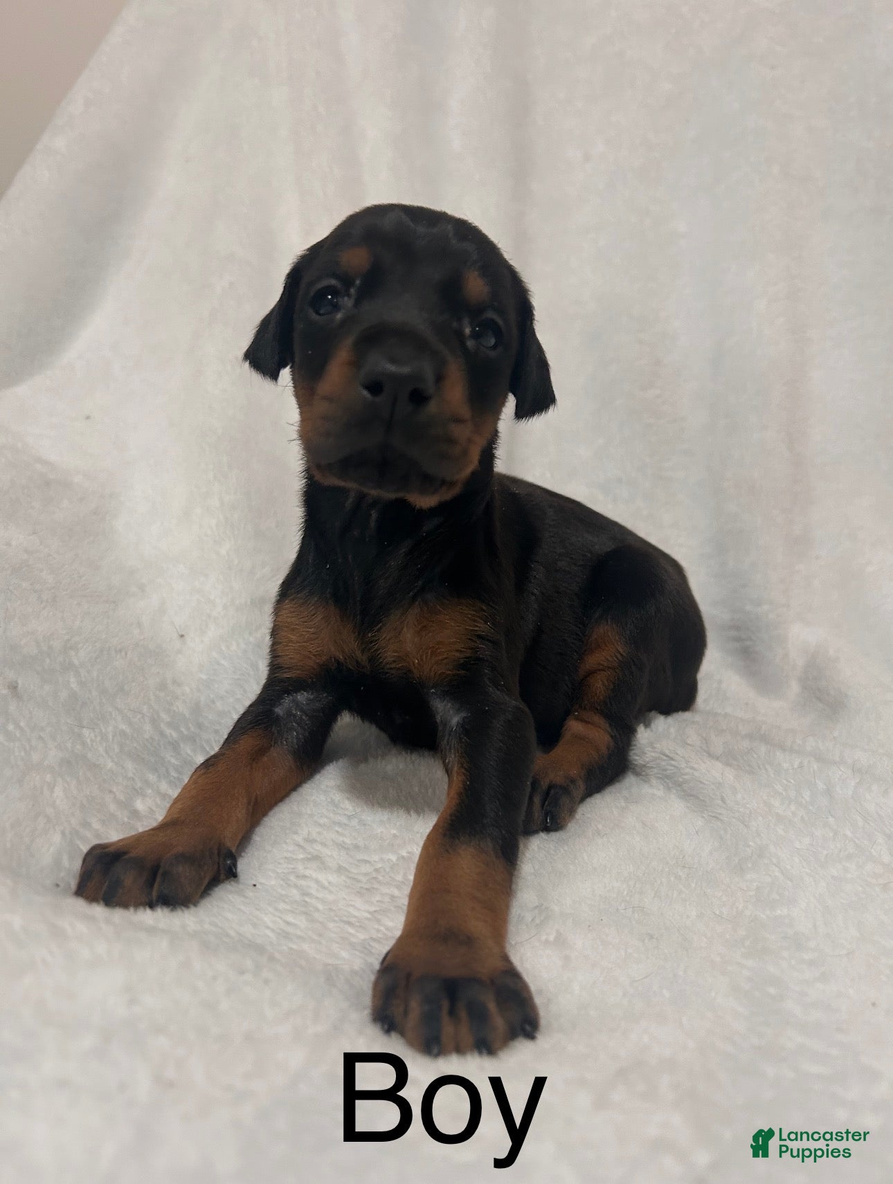 Doberman Pinscher dogs The only blk boy of the litter  - Ad 39