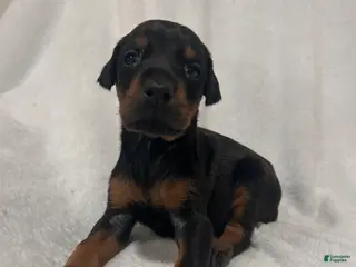 Doberman Pinscher dogs The only blk boy of the litter - Ad 39