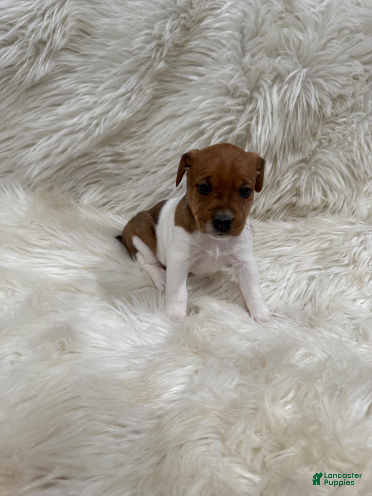 Jack Russell Terrier dogs Jrtca Valentine  - Ad 2