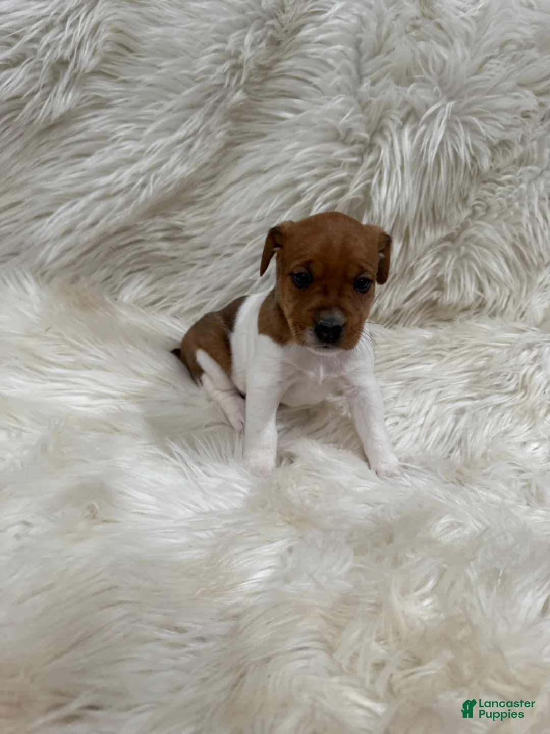 Jack Russell Terrier dogs for sale: Jrtca Valentine  - Ad 2