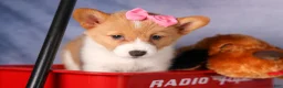 Welsh Corgi Pembroke dogs for sale: Bella🌸 - Ad 3