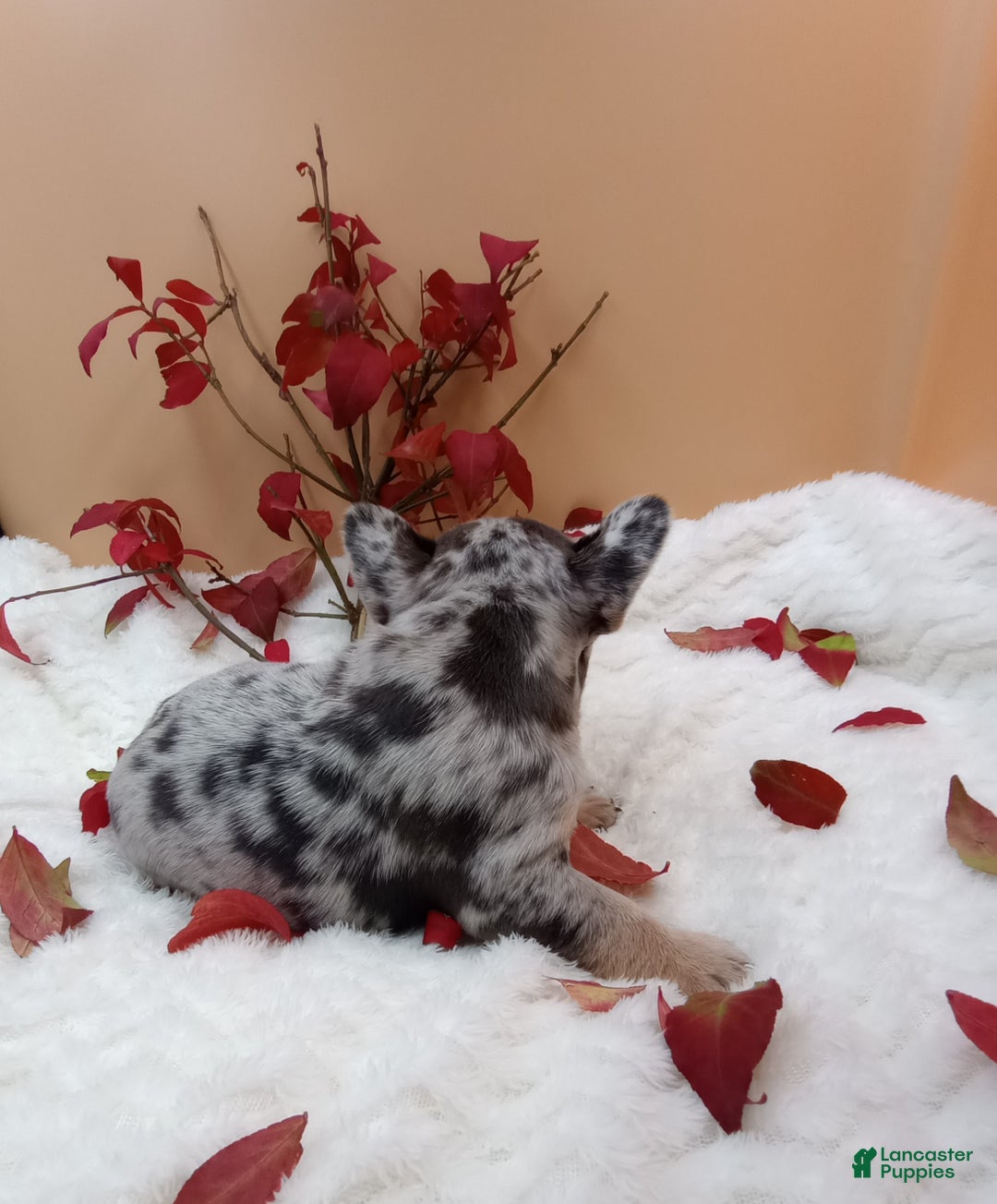 French Bulldog dogs for sale: Hunter  - Ad 10