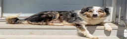 Australian Shepherd dogs for sale: Sully - Ad 4