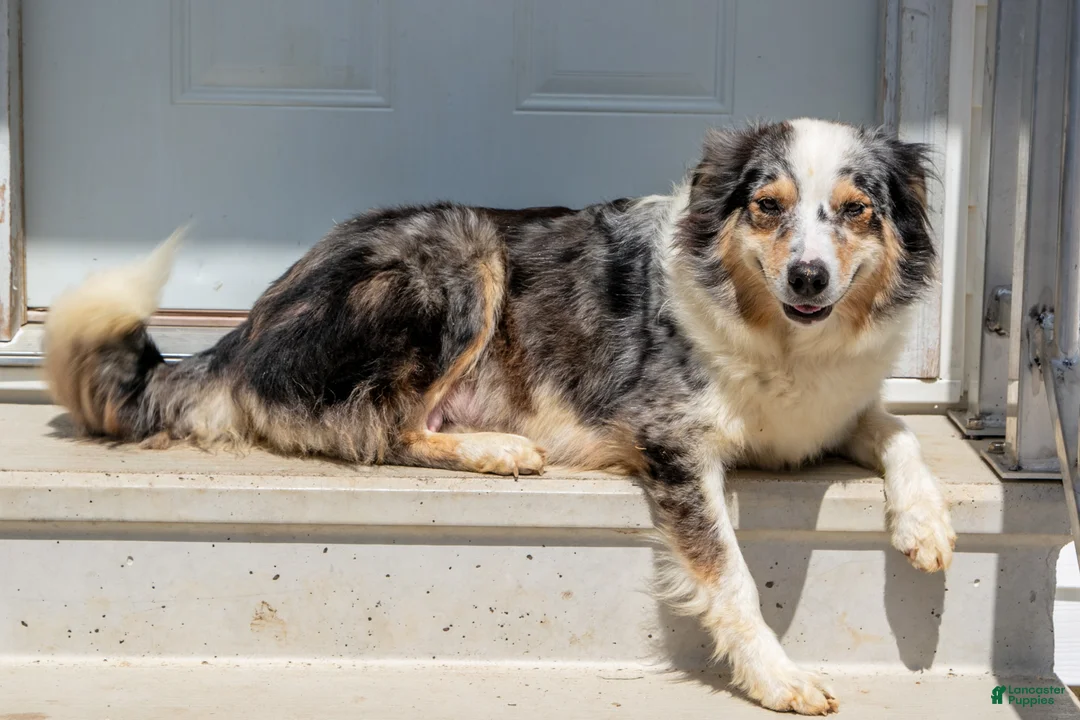 Australian Shepherd dogs for sale: Sully - Ad 4