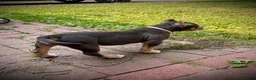 American Bully dogs for sale: Duchess - Ad 5
