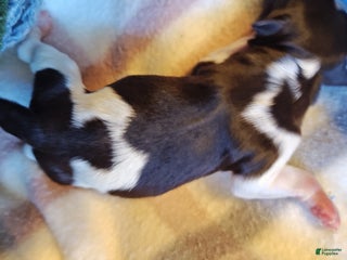 Miniature Schnauzer dogs Miniature Schnauzer Girl 2 - Ad 31