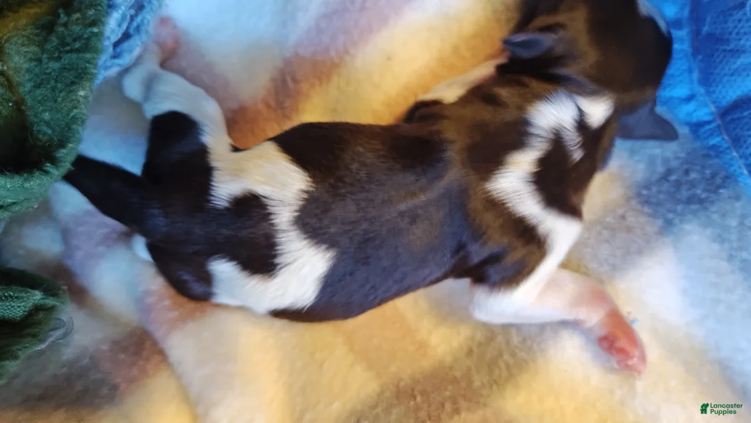 Miniature Schnauzer dogs for sale: Miniature Schnauzer Girl 2 - Ad 6