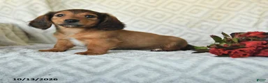 Dobie