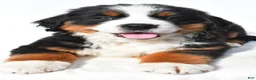 Bernese Mountain Dog dogs for sale: Bailey - Ad 4