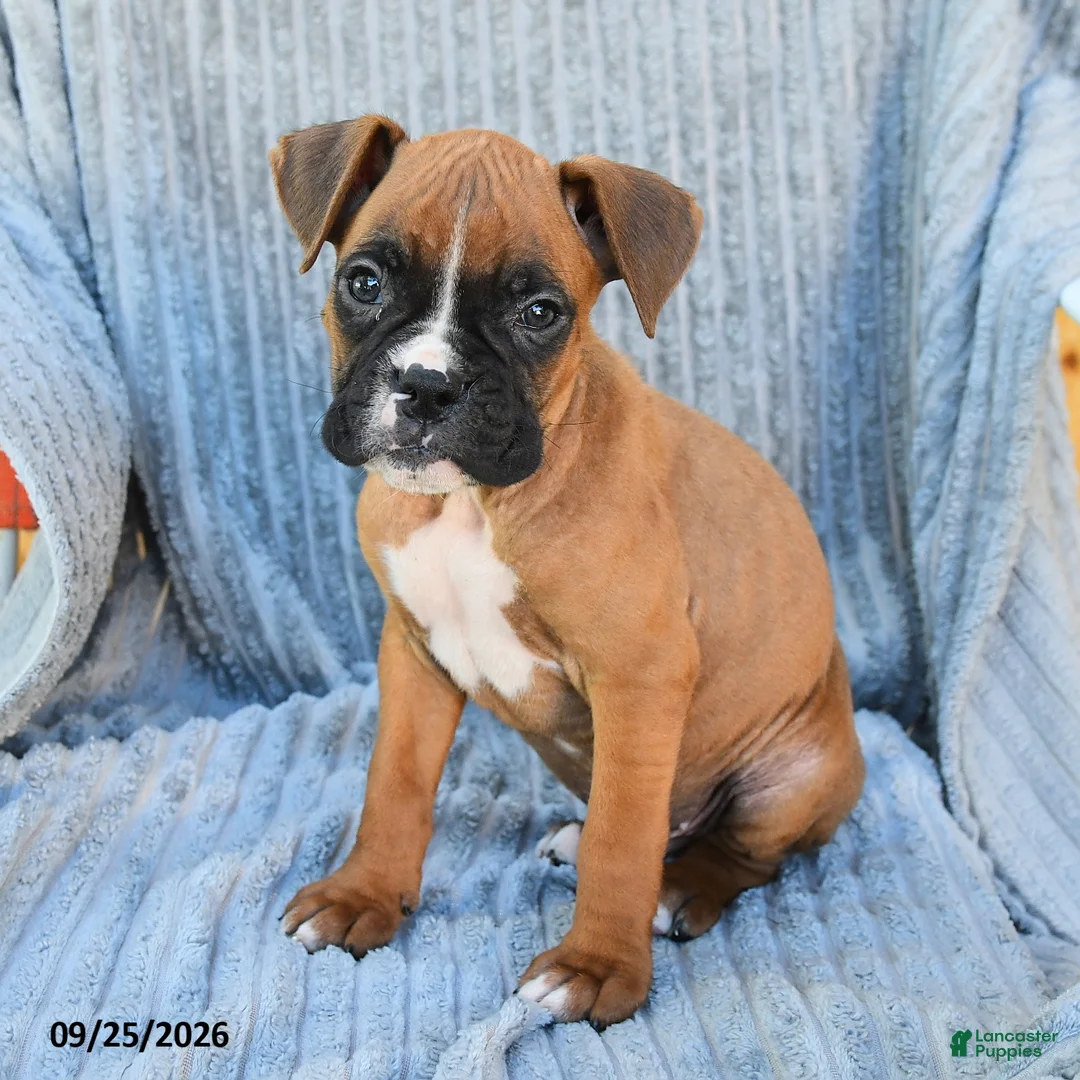 Boxer dogs for sale: Brock - Ad 3