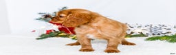 Cavalier King Charles Spaniel dogs for sale: Winter - Ad 5