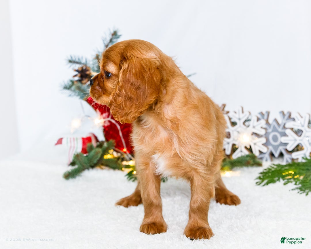 Cavalier King Charles Spaniel dogs for sale: Winter - Ad 5