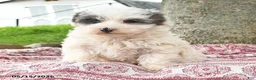 Maltipoo dogs for sale: Izzy - Ad 2