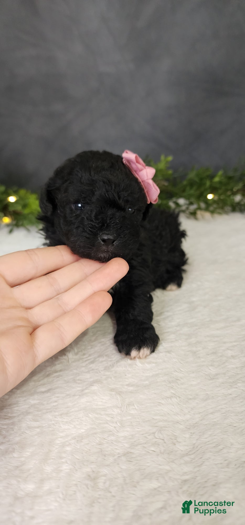 Miniature Poodle dogs for sale: Grace - Ad 1