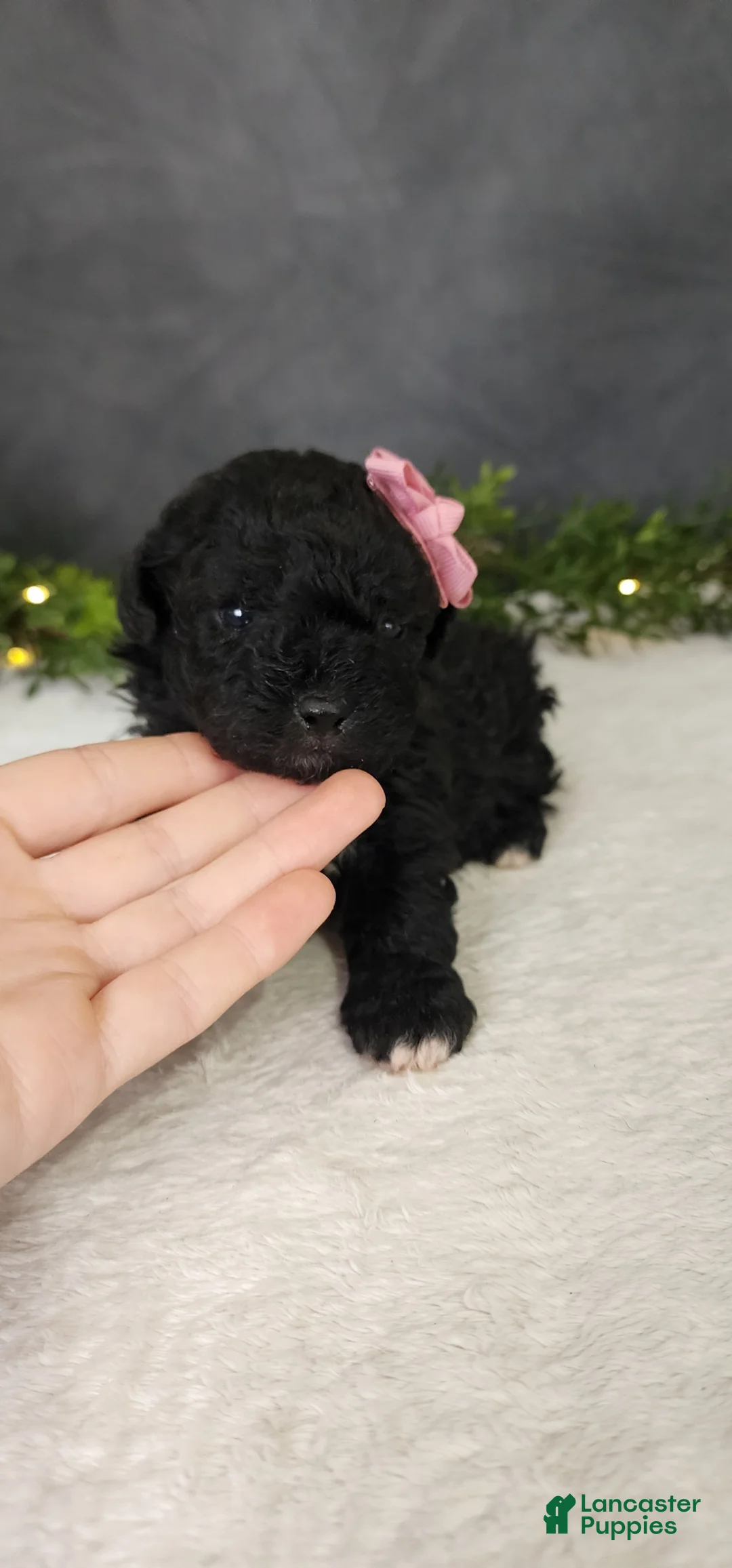 Miniature Poodle dogs for sale: Grace - Ad 1