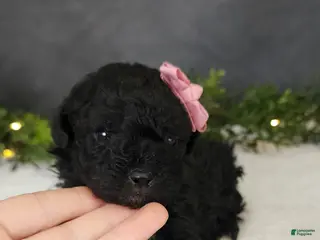 Miniature Poodle dogs for sale: Grace - Ad 1