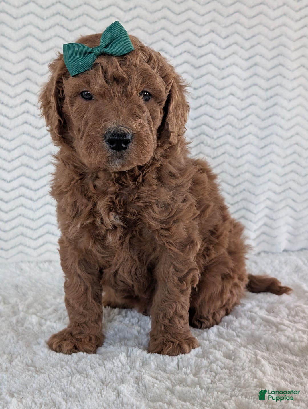 Goldendoodle dogs for sale: Teddy - Ad 12