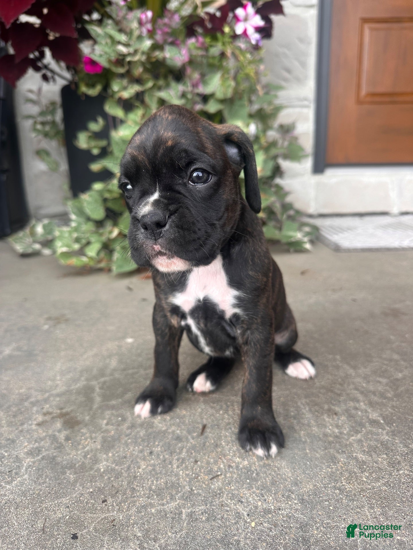 Boxer dogs Juliet - Ad 1