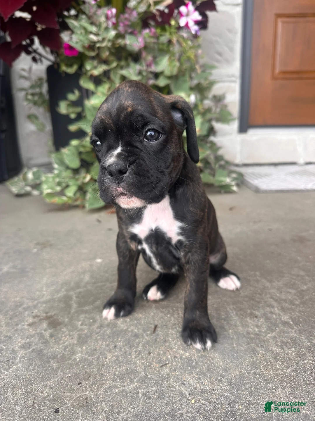 Boxer dogs for sale: Juliet - Ad 1