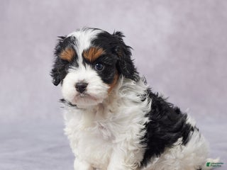 Cavapoo dogs - Ad 24