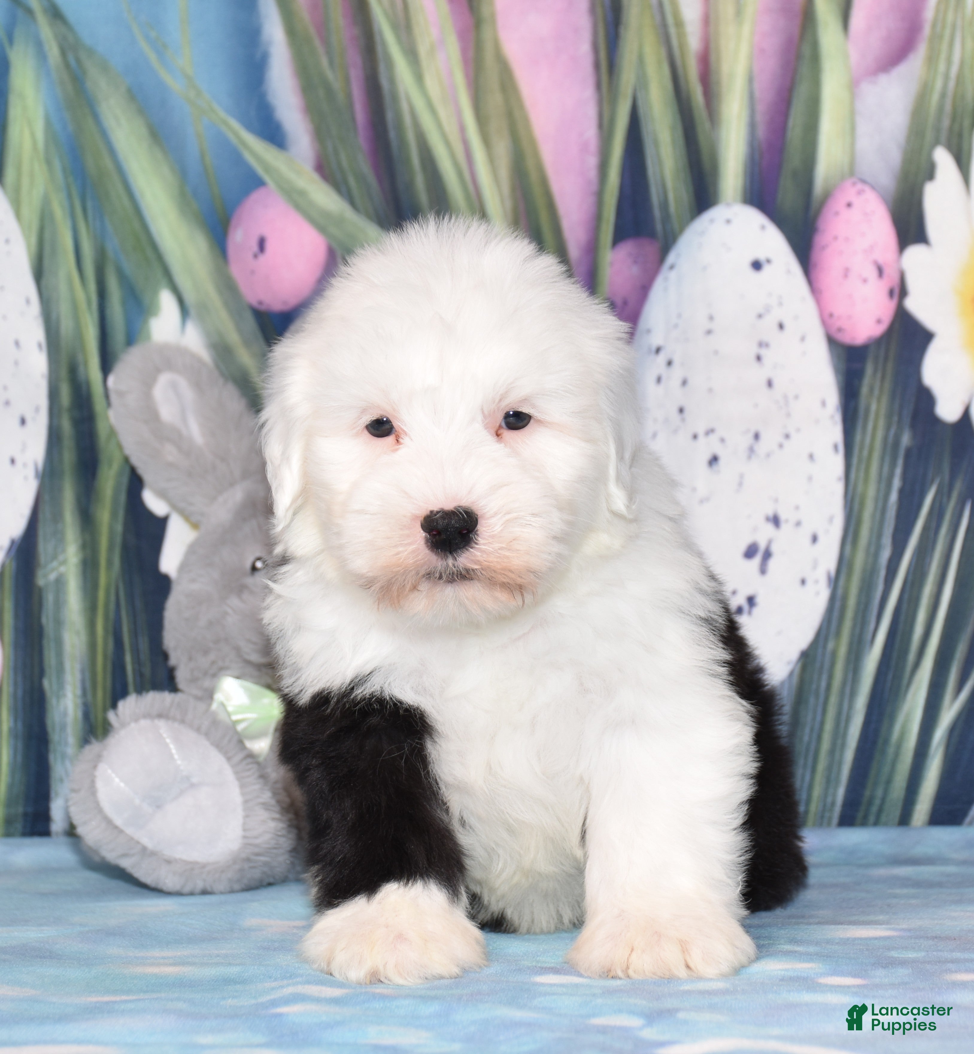 Old English Sheepdog dogs Toffee - Ad 2