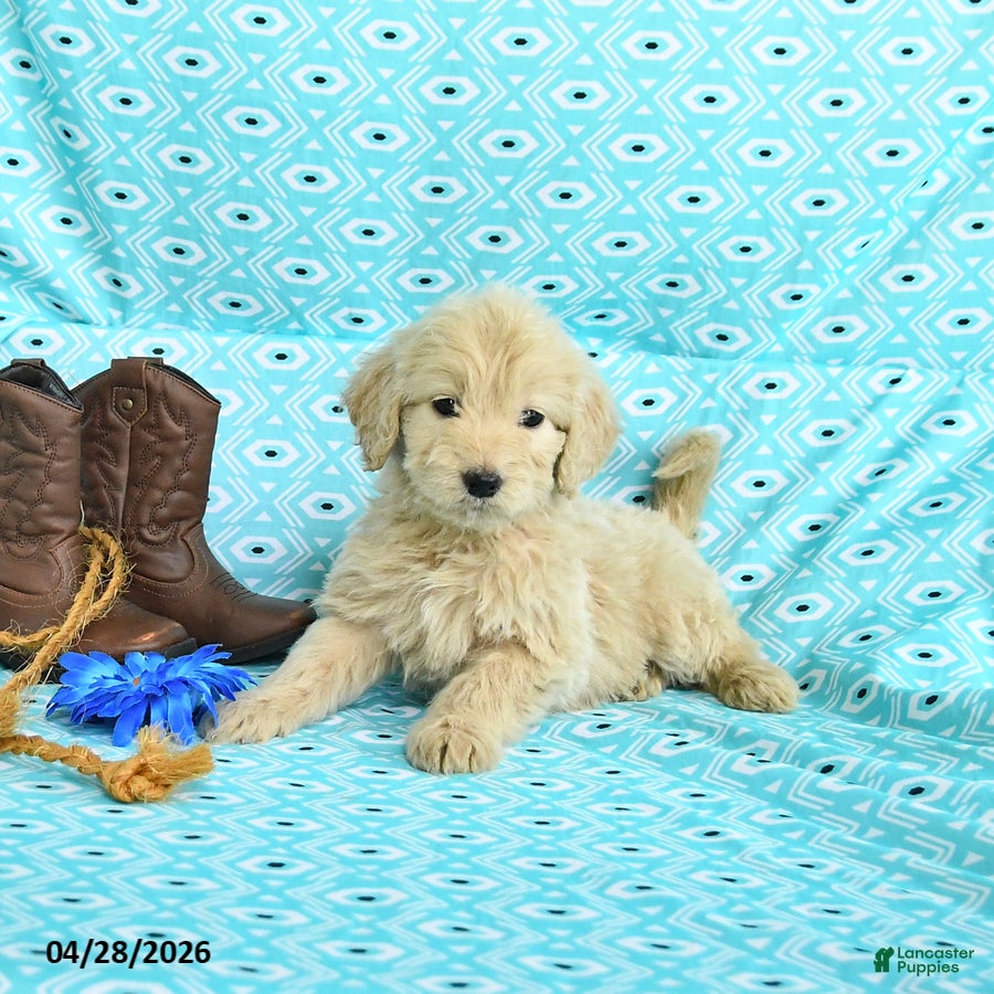 Goldendoodle dogs Mia  - Ad 2