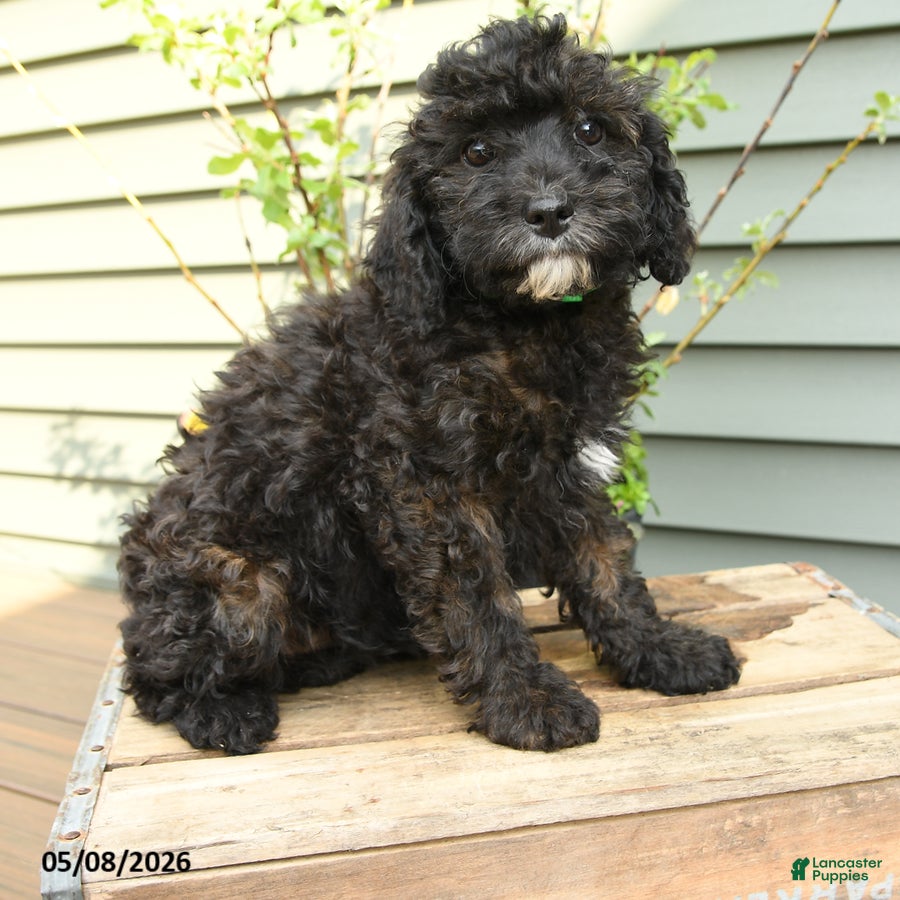 Shihpoo dogs Poppy - Ad 2